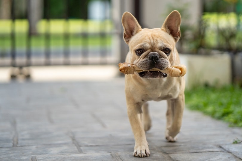 How Strong of a Bite Does a French Bulldog Have? Facts & FAQ