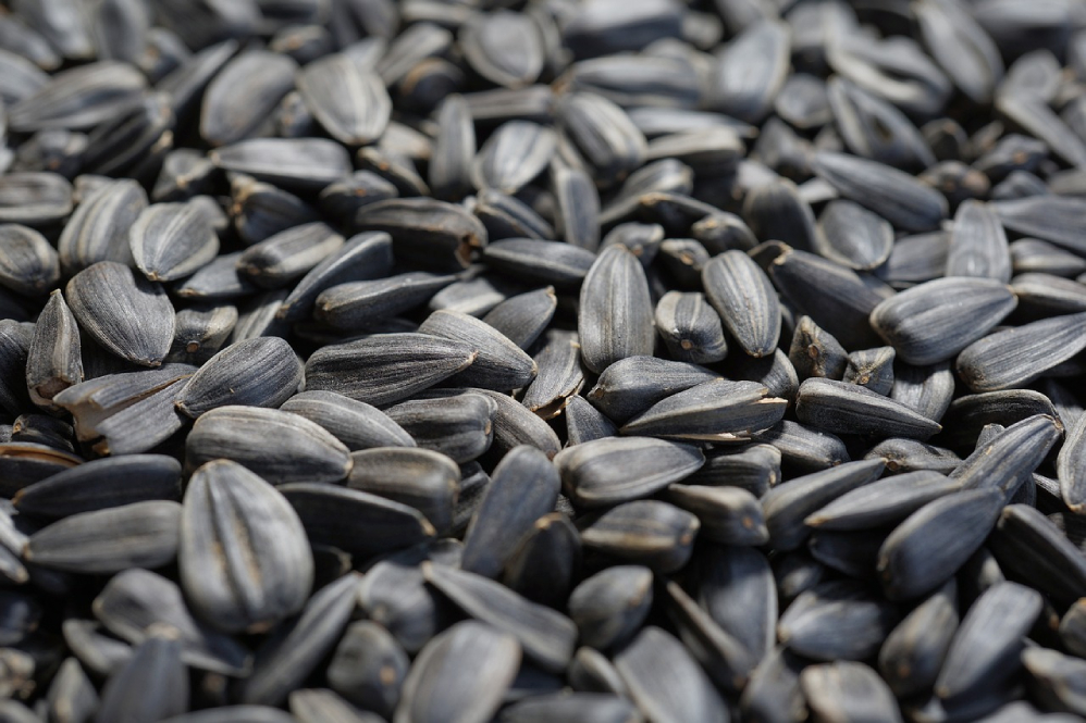 6 Top Seeds for Dogs: Vet-Approved Healthy & Nutritious Options