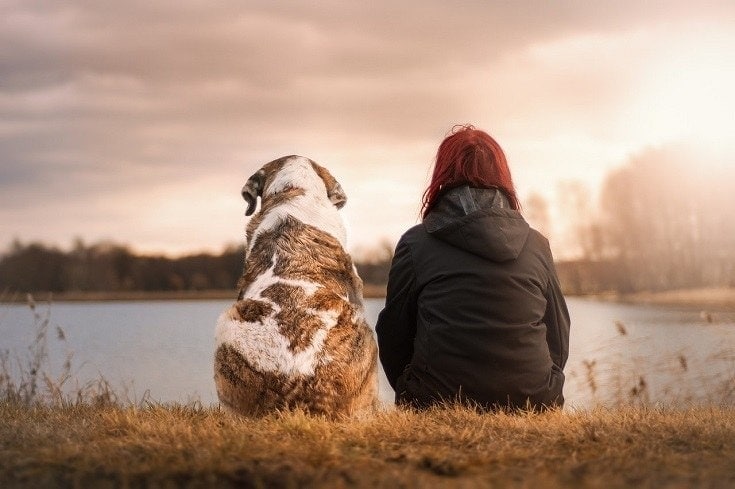 How to Train an Emotional Support Dog: Our Vet Explains