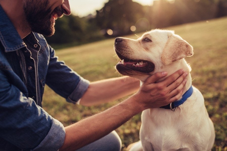 Vet-Approved Dog Safety Tips: How to Keep Your Pup Safe!