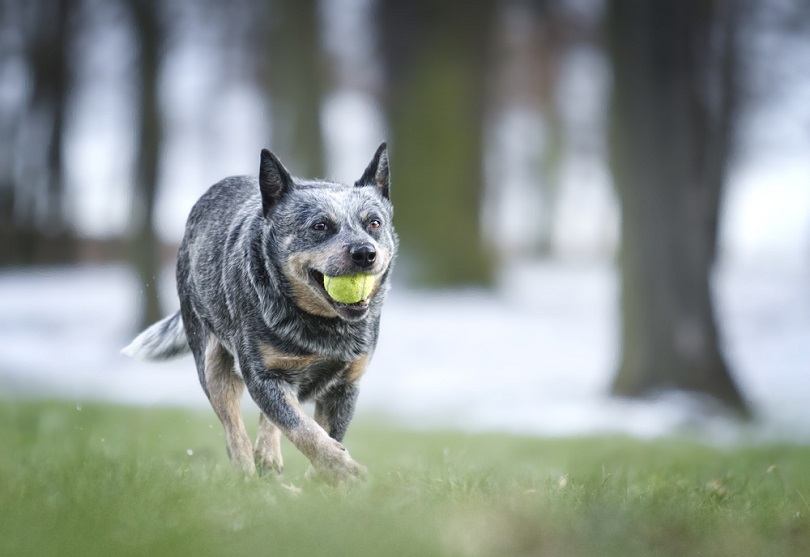 fun Australian Cattle Dog shepherd puppy