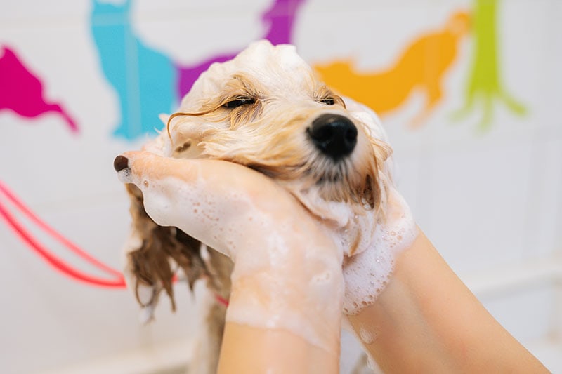 How to Groom a Labradoodle: 10 Vet-Approved Tips & Tricks