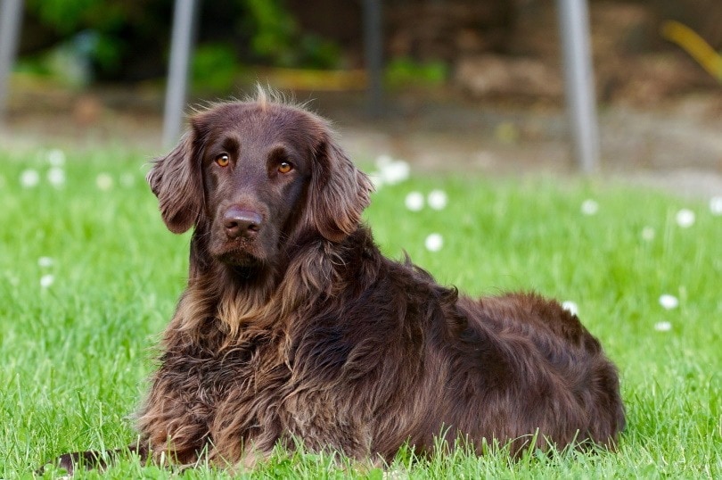 German Longhaired Pointer Dog Breed: Info, Pictures, Care & More