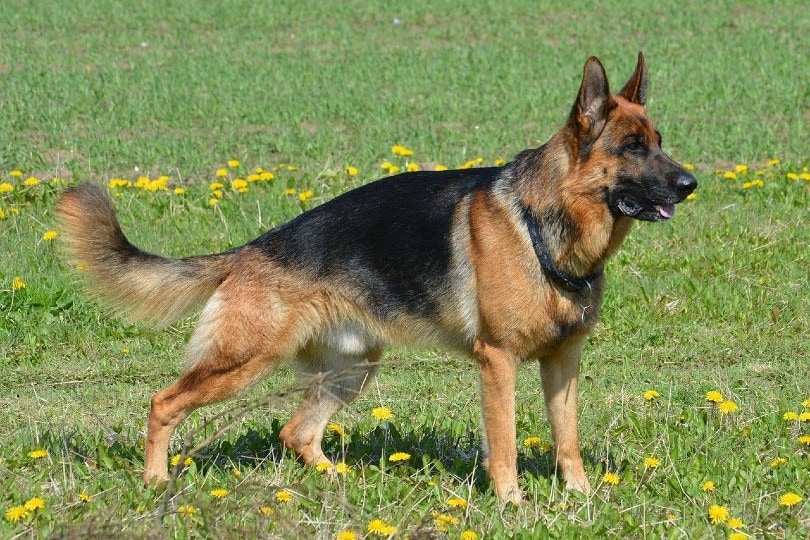 20 German Dog Breeds (With Info & Pictures)