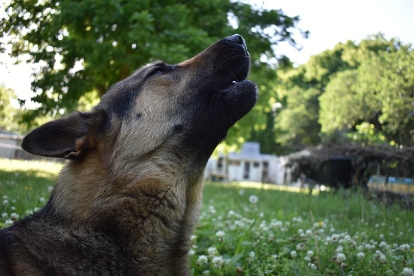 Why Do Dogs Howl at Sirens? 3 Vet-Verified Reasons