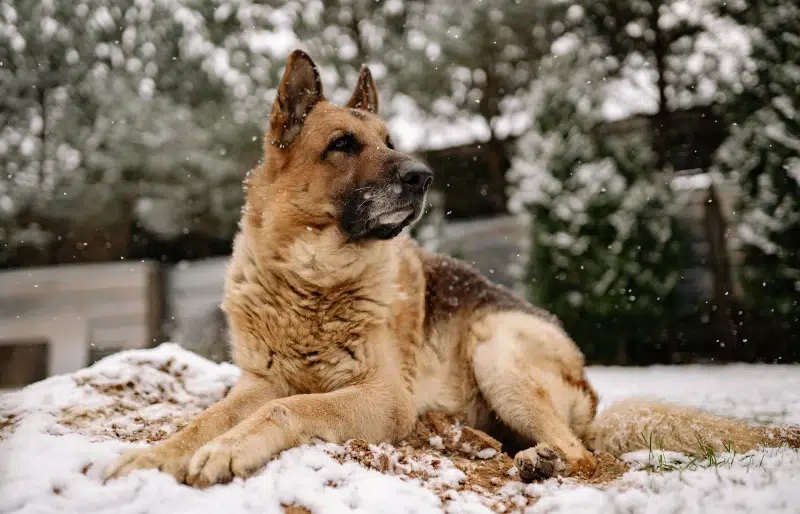 Can Dogs Get Fleas in the Winter? Vet-Verified Facts & FAQ