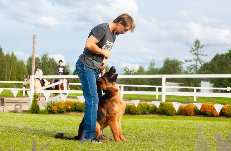 How Much Do Dog Trainers Make? (2026 Salary Overview)
