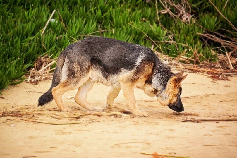 Scent Hounds: What Are They, Pros, Cons & FAQ