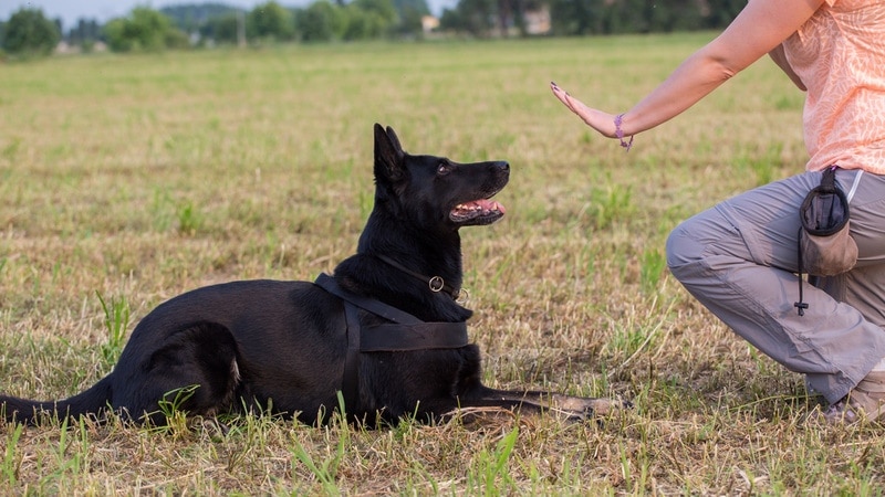 15 Vet-Verified Herding Dog Commands: Facts & Guide