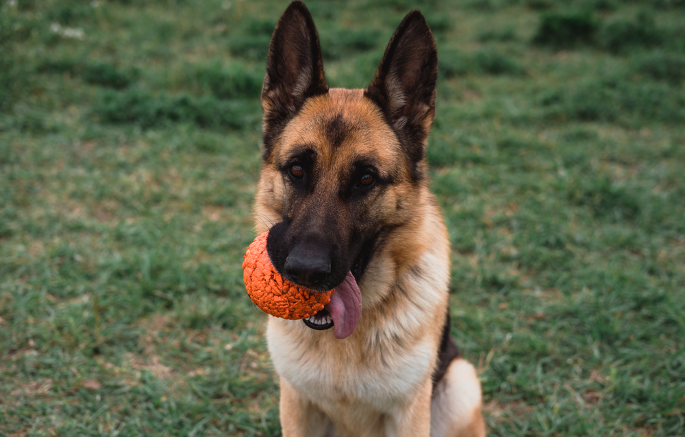 How to Choose Durable Dog Toys: 5 Vet-Reviewed Tips & Considerations