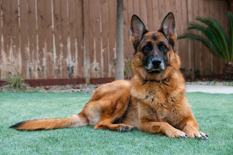 Do Dogs Remember the Past? What The Science Tells Us