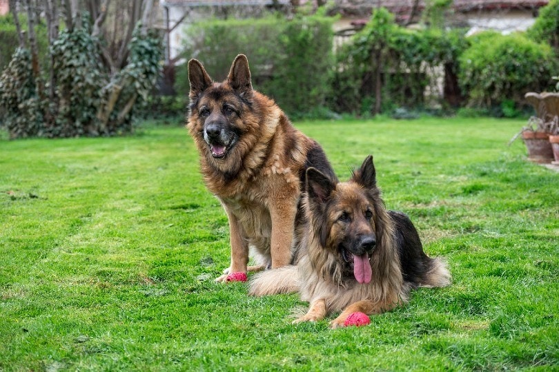 old buy german shepherd dog