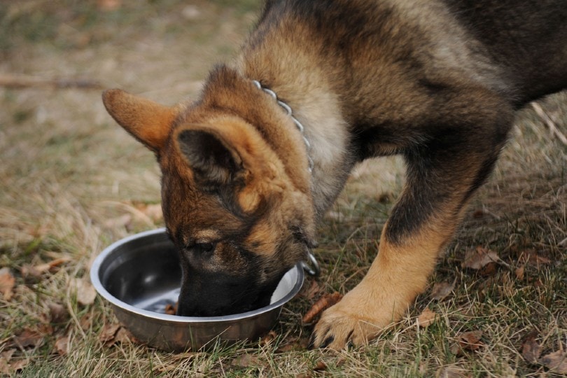 10 Best Dog Foods for Shedding in 2026 – Reviews & Top Picks