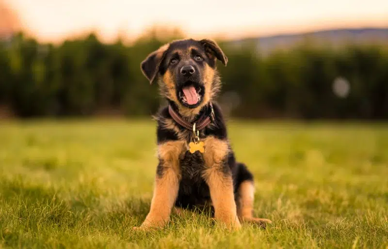 How to Potty Train a German Shepherd Puppy: 7 Vet-Approved Tips & Tricks