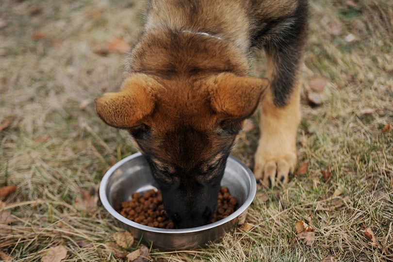 11 Best Puppy Foods for German Shepherds in 2026 – Reviews & Top Picks