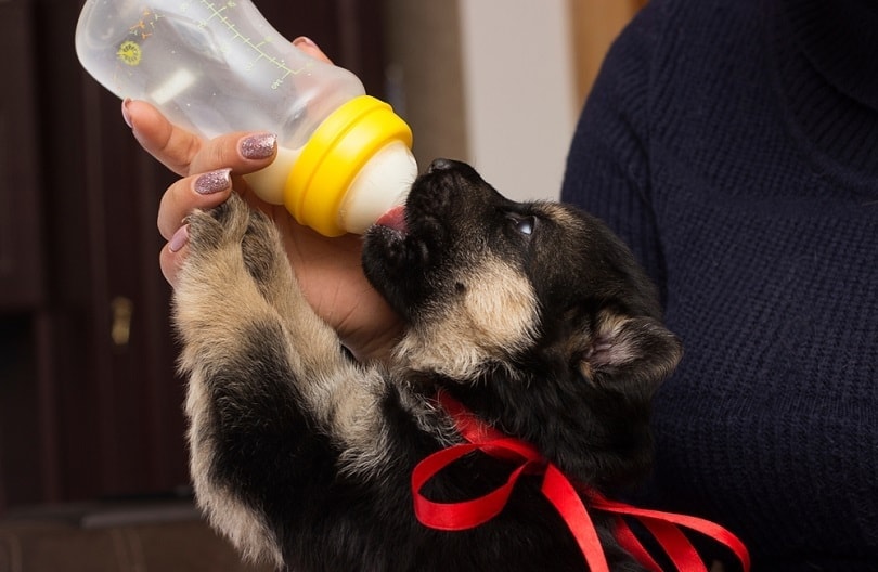 How to Bottle Feed a Puppy the Right Way (Vet Answer)