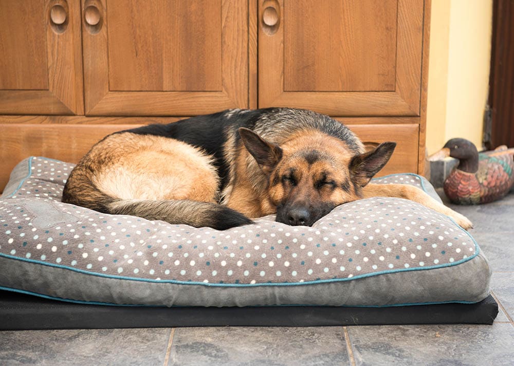german shepherd sleeping in its bed