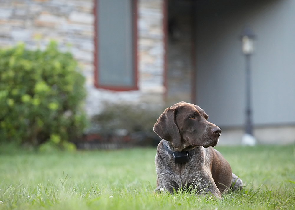 German shorthaired pointer dog in wireless fenced lawn