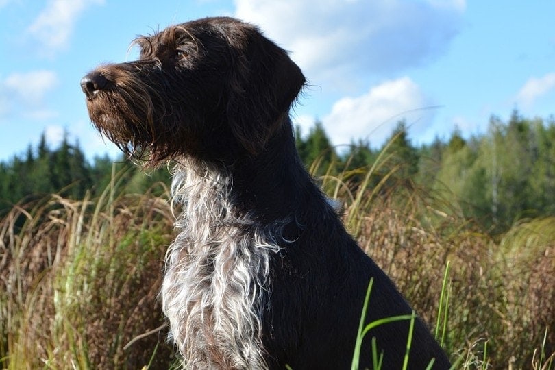 german wirehaired pointer side profile