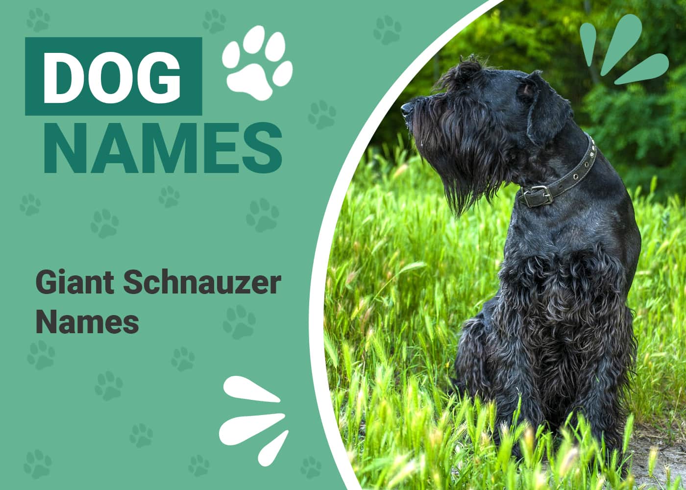 150+ Popular & Unique Names for Giant Schnauzers