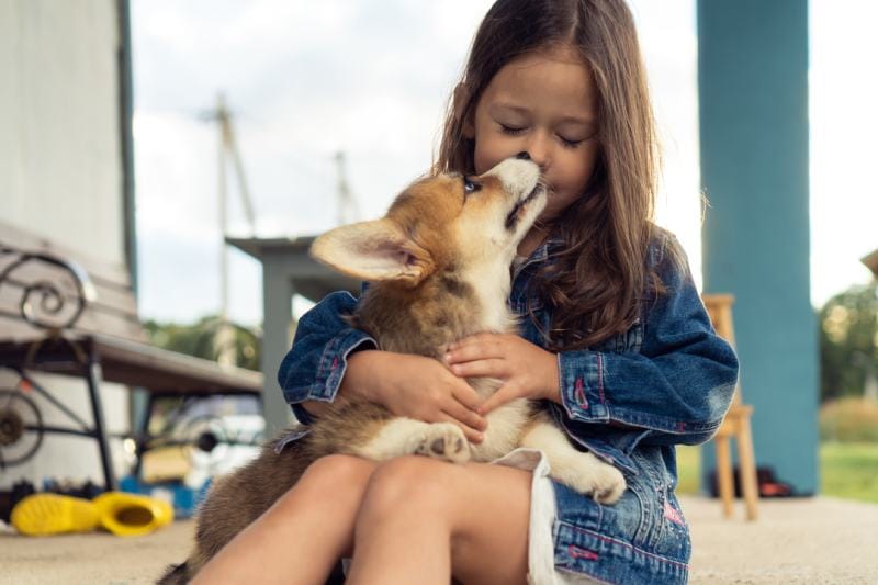 Do Corgis Like to Cuddle More Than Other Dogs? Interesting Answer!