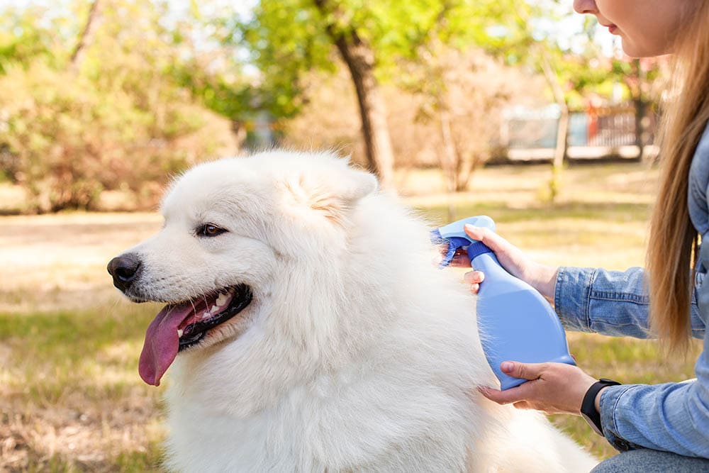 9 Best Waterless Dog Shampoos in 2026: Reviews & Top Picks