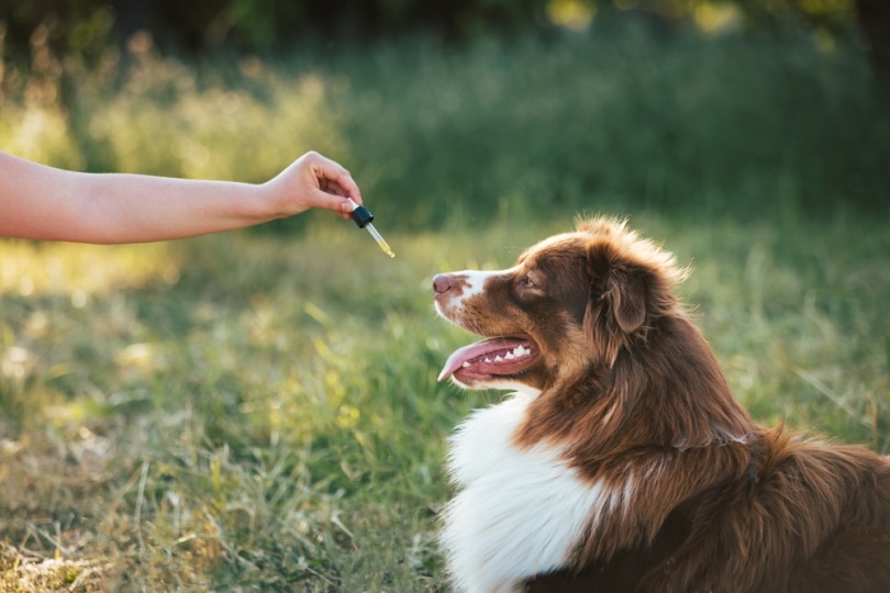 How Much CBD Oil Should I Give My Dog? Vet-Reviewed Dosing Guide