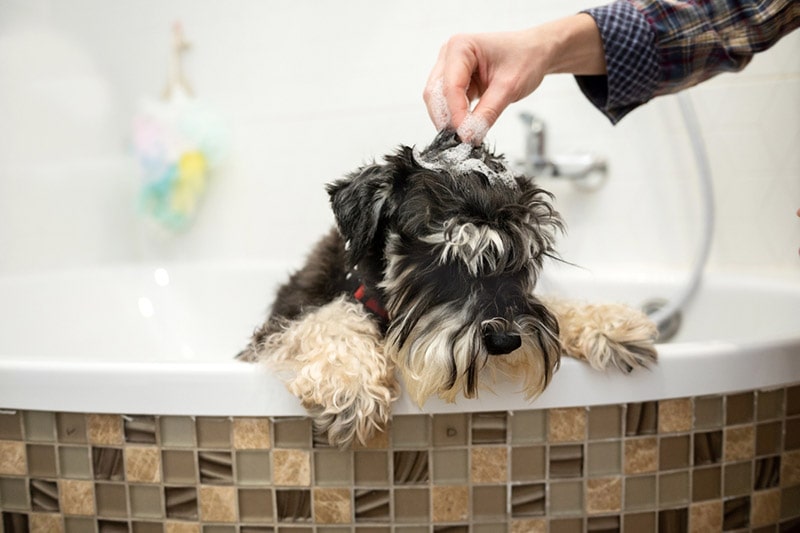 8 Best Shampoos for Miniature Schnauzers - 2026 Reviews & Top Picks