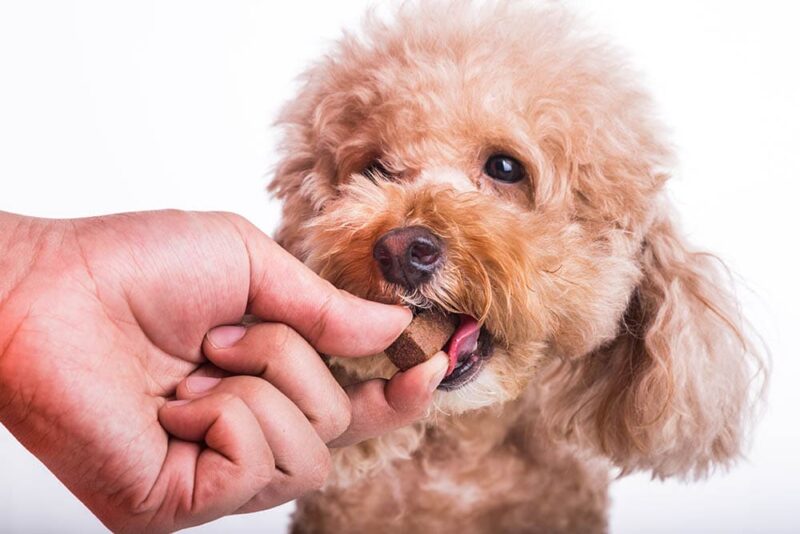 giving poodle a supplement