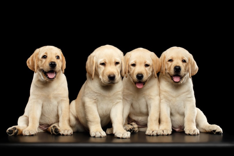 Labrador Retriever Puppies for Sale in Canada: 2026 Breeders List