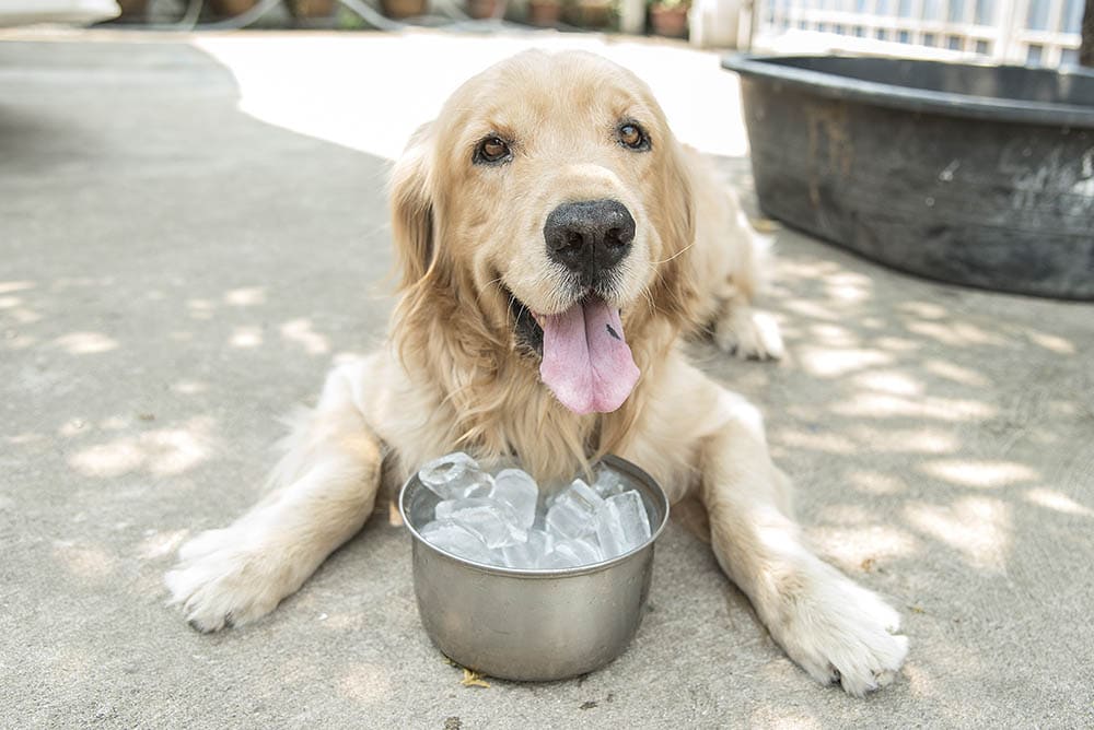 Why Do Dogs Like Ice? 5 Vet-Approved Reasons