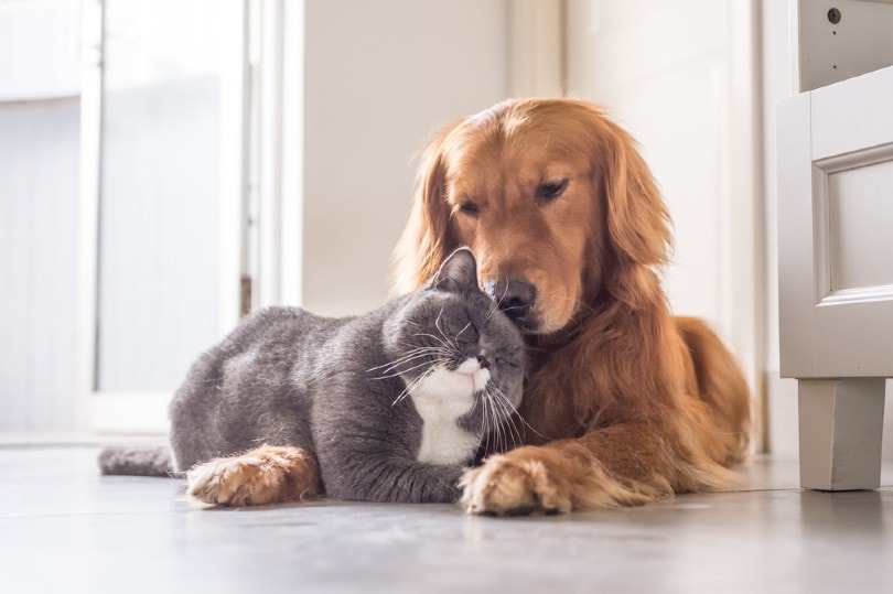 Are Golden Retrievers Good With Cats? Introduction Tips