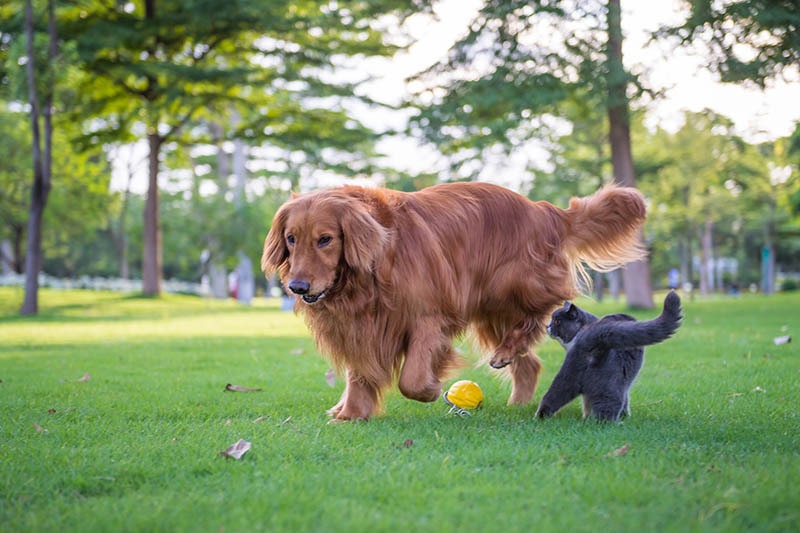 10 Best Toys for Dogs and Cats to Play Together in 2026 - Reviews & Top Picks