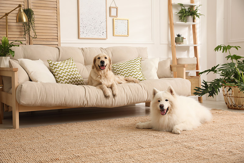 How to Tell If Your House Smells Like Dog & Effective Tips to Remove It