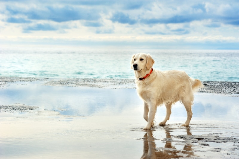 Can A Dog Get A Sunburn? Vet Approved Facts & Protection Tips