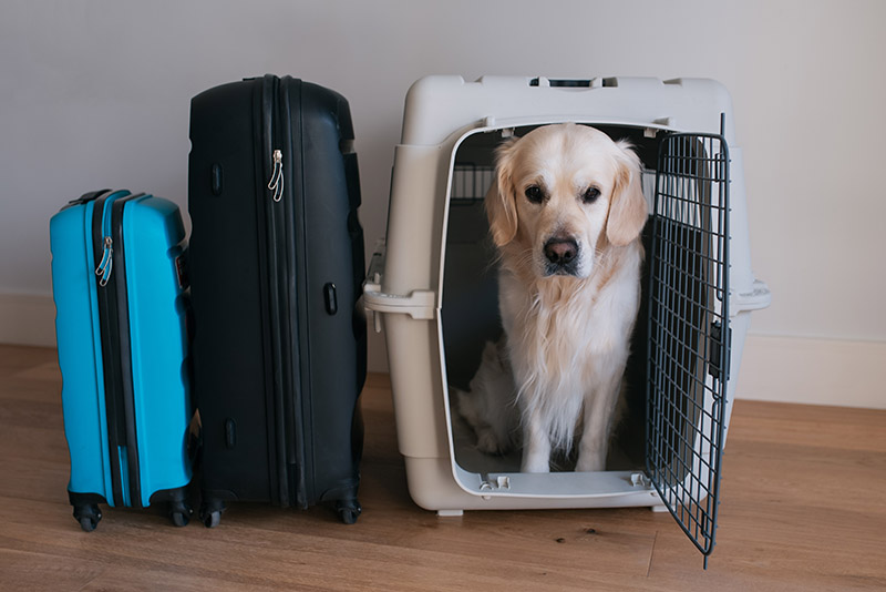 Flying With a Large Dog: 16 Vet-Approved Tips for a Smooth Trip