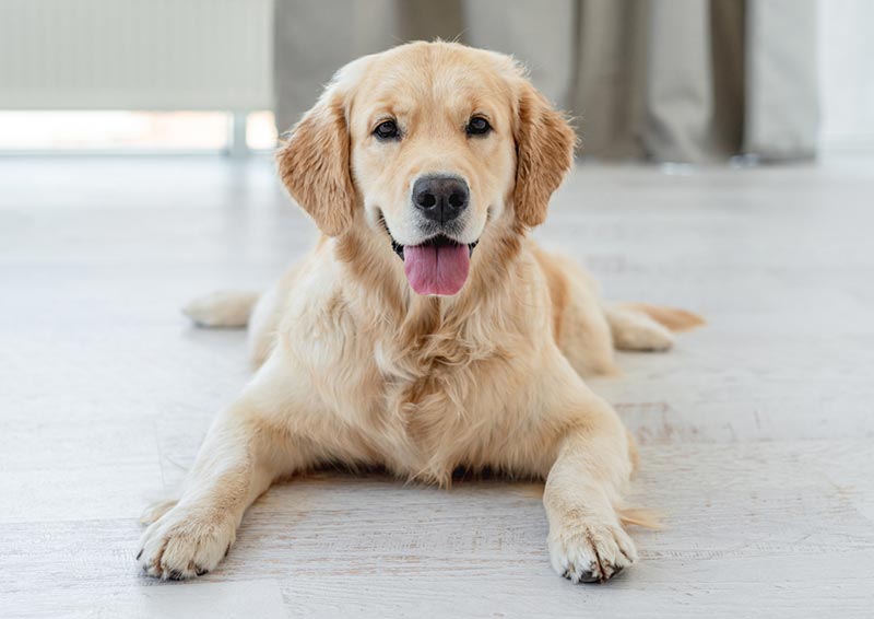15 Ways to Keep Dogs From Slipping & Sliding on Floors: Vet-Approved Tips
