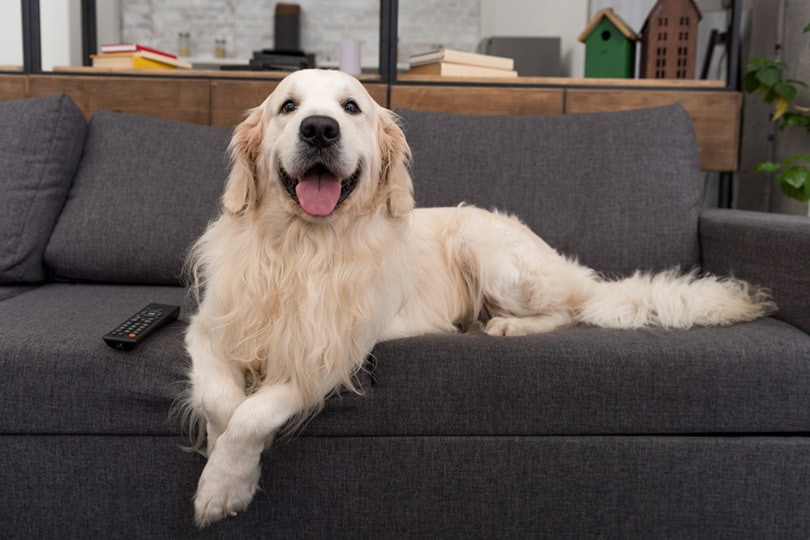 What Is the Ideal Room Temperature for a Dog? Vet-Approved Facts & FAQ