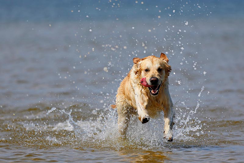Top 9 Dog-Friendly Beaches in & Near Santa Cruz, CA (2026 Update)