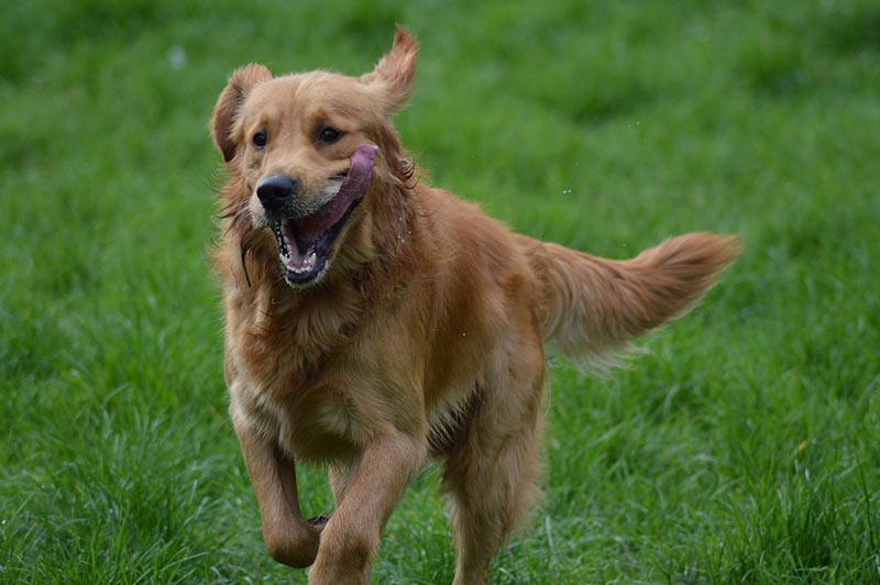 How Fast Can a Golden Retriever Run? Vet-Reviewed Breed Characteristics