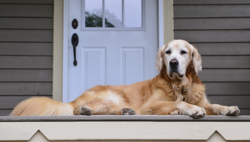 Are Golden Retrievers Good Guard Dogs? Reasons & Facts