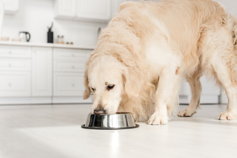 What to Feed an Overweight Dog: 6 Vet-Reviewed Options