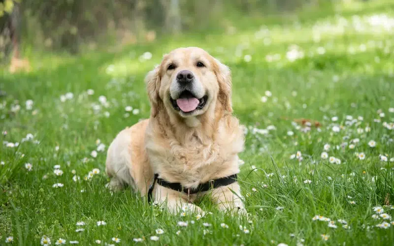 10 Amazing Off-Leash Dog Parks in Denver, CO You Can Visit Today (2026 Update)