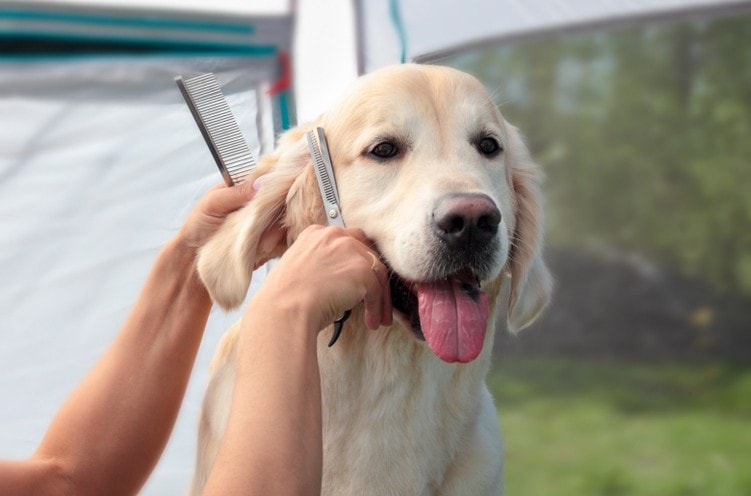 2 Adorable Golden Retriever Haircuts (With Pictures)