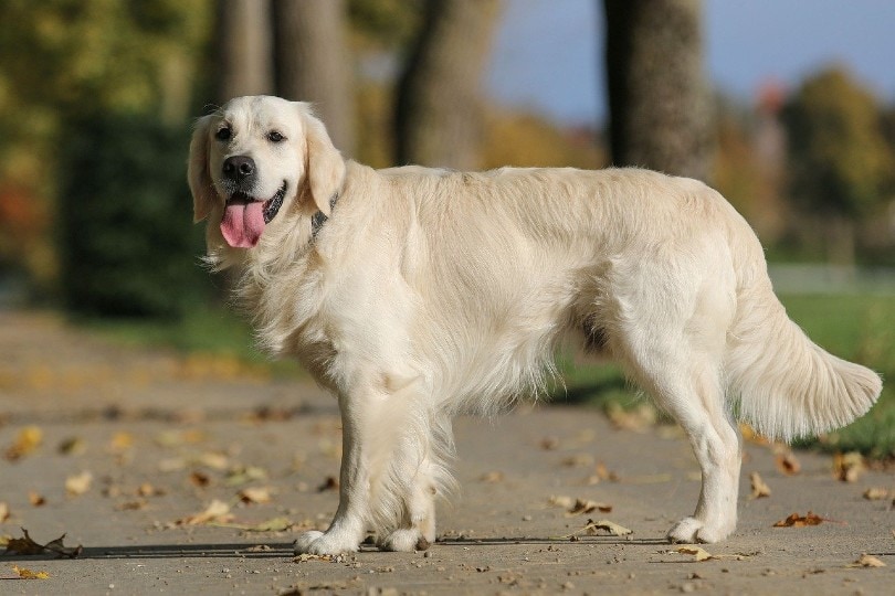 How Long Do Golden Retrievers Live? Average Lifespan, Data & Care