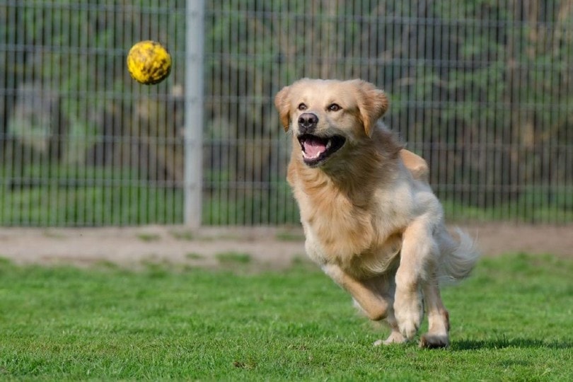 What & When Is National Fetch Day? (2026 Update)