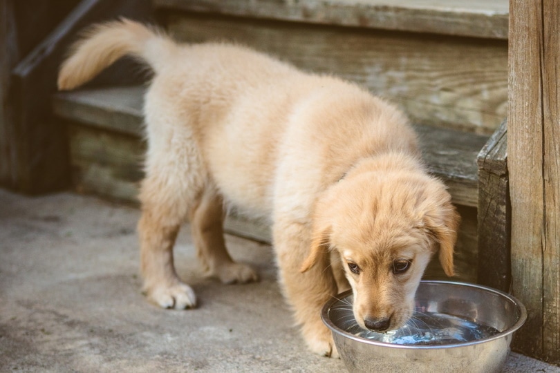 How Long Can a Puppy Go Without Water? Dehydration, Vet-Reviewed Facts & FAQ