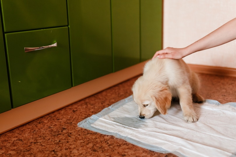Why Does My Dog Pee When I Pet Them? Vet-Reviewed Tips, Signs & Reasons