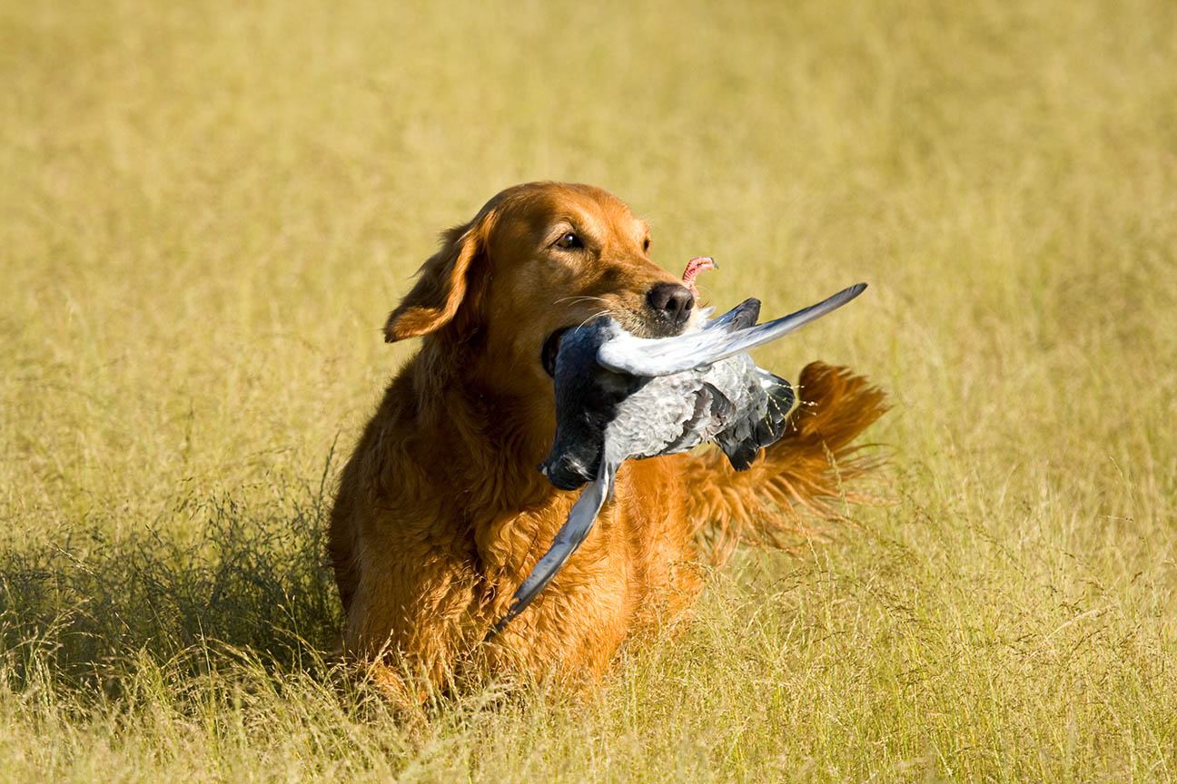 Are Golden Retrievers Good Hunting Dogs? Everything You Need to Know
