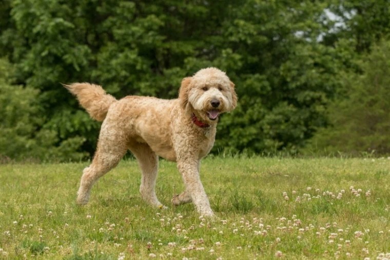 Goldendoodle Dog Breed: Info, Pictures, Traits & Care